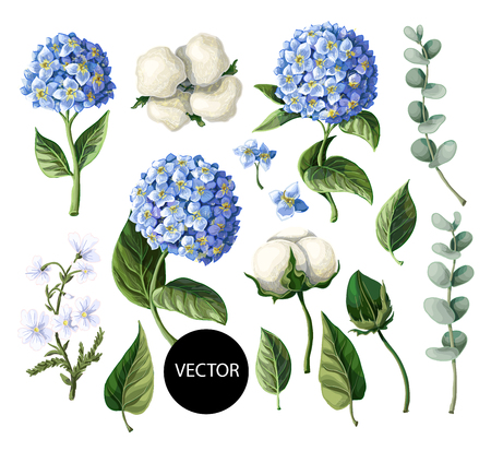Hydrangea, cotton flowers and eucalyptus branch isolated on white background.のイラスト素材
