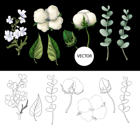 Cotton flowers and eucalyptus branch isolated on black background. のイラスト素材