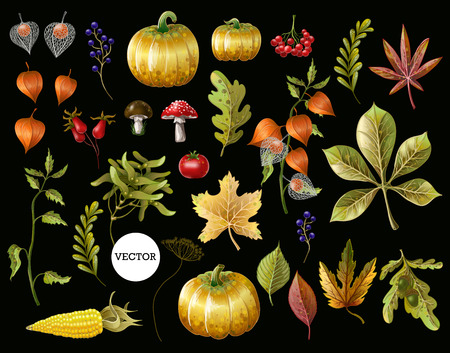 Big set of autumn leaves, fruits, berries and vegetables.のイラスト素材