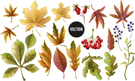 Set of autumn yellow leaves and berries.のイラスト素材