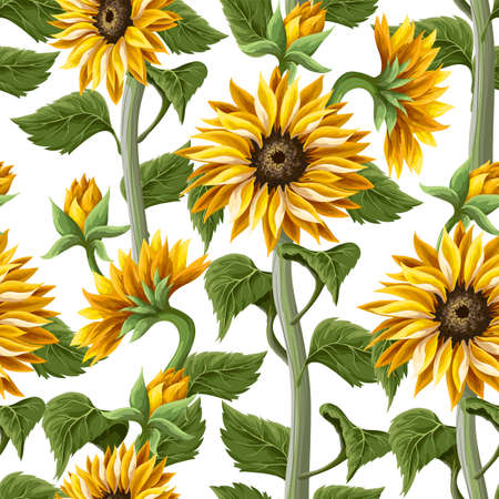 Seamless pattern with sunflowers on a white background.のイラスト素材