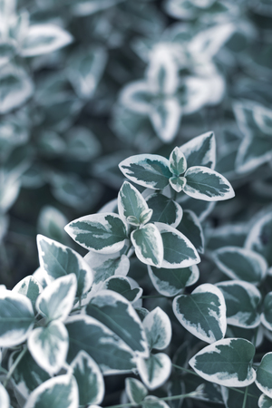 Toned bush with small leaves. Natural background conceptの写真素材
