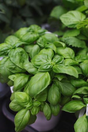 Green fresh basil in the pot. Summer market. Basil leavesの写真素材
