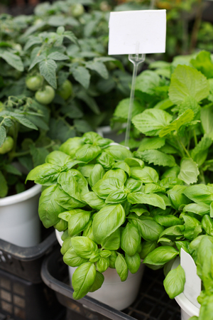 Green fresh basil in the pot. Summer market. Basil leavesの写真素材