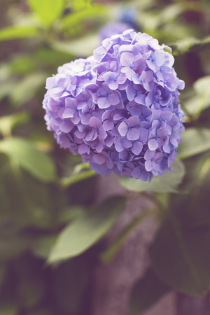 Beautiful heart shape violet hydrangeas bush and leaves. Natural background. Love conceptの写真素材