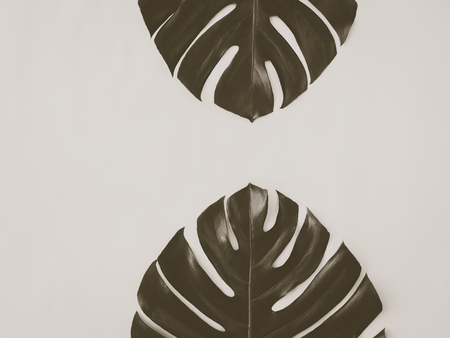 Two monstera leaves on the wooden background. Trendy and moody toning. Minimal conceptの写真素材