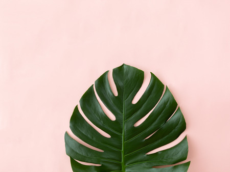 Beautiful green monstera leaf on the pastel pink background. Minimal summer concept. Tropical vibes. Copy-space for your textの写真素材
