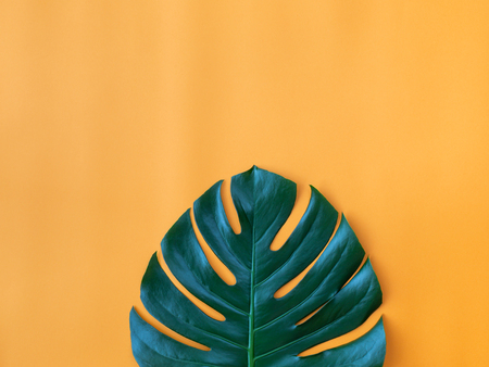 Beautiful green monstera leaf on the orange background. Minimal summer concept. Tropical vibes. Copy-space for your textの写真素材