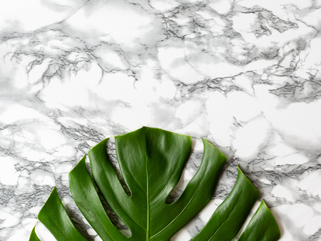 Monstera leaf on the marble background. Flat-lay. Copy space for your text.の写真素材