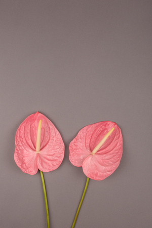 Two laceleafs on grey background. Flat-lay, top view. Copy space for your text.の写真素材