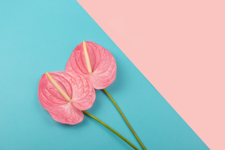 Two laceleafs on pastel pink and blue background. Trendy color combination. copy-space for your text.の写真素材