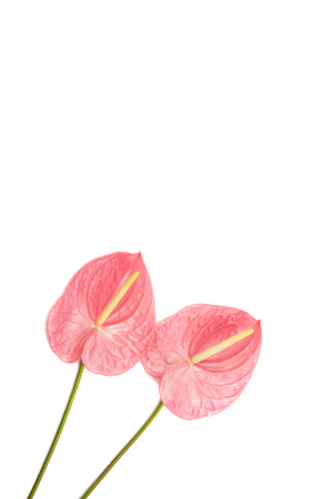 Beautiful pink laceleaf flower isolated on white background. Flat-lay, top view. Copy space for your text.の写真素材