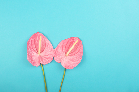 Two laceleafs on blue background. Flat-lay, top view. Copy space for your text.の写真素材