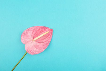 Laceleaf on blue background. Flat-lay, top view. Copy space for your text.の写真素材