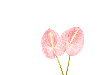 Beautiful pink laceleaf flower isolated on white background. Flat-lay, top view. Copy space for your text.の写真素材