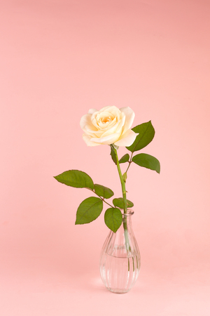 Beautiful tea rose in the elegant glass vase on the pink background. Copy-space for your text.の写真素材