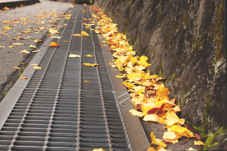 Yellow leaves and storm drain. Colorful autumn background.の写真素材