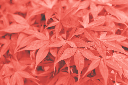 Red Japanese maple leaves also known as momiji or Acer palmatum. Perfect autumn background.の写真素材