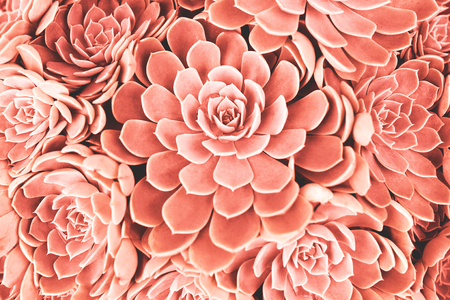 Many succulent plants background. Trendy coral color toning. Color of the 2019 year concept.の写真素材