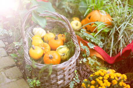 Many small pumpkins in the basket. Autumn harvest or Halloween background.の写真素材