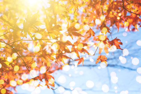 Autumn composition with maple leaves trees and sky. Fall in the  park.