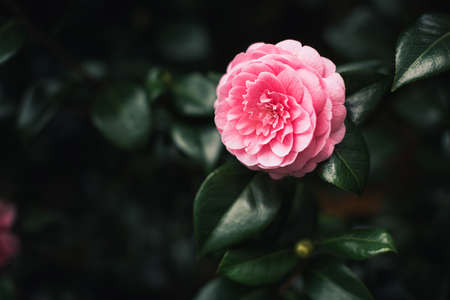Beautiful camellia among the bush.の写真素材