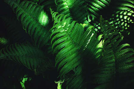 Beautiful fern leaves, perfect nature moody background.の写真素材