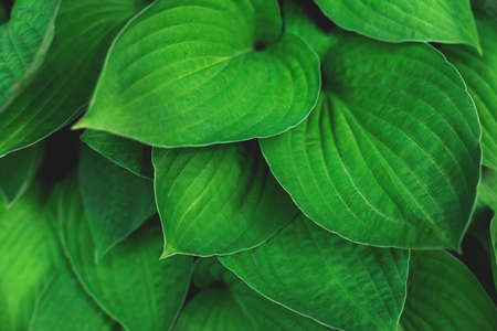 Fresh green leaves background. Nature beauty concept.の写真素材