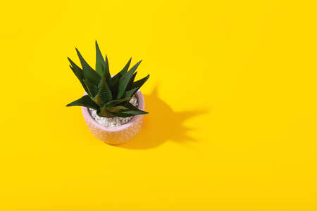 A pink flower pot on vivid yellow background.の写真素材