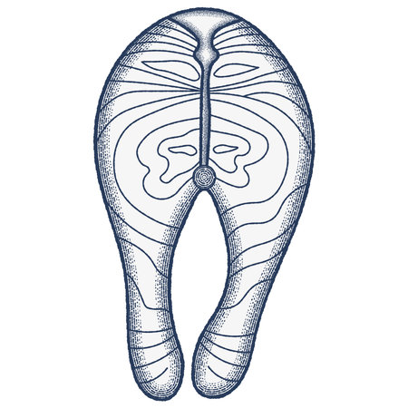 Salmon steak Engraving Illustration. vintage vector illustrationのイラスト素材