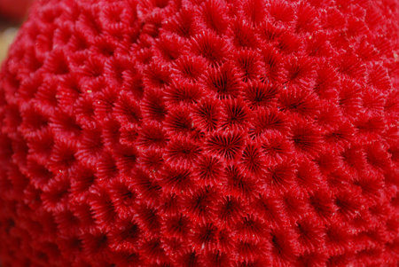 Red Coral texture background closeupの写真素材