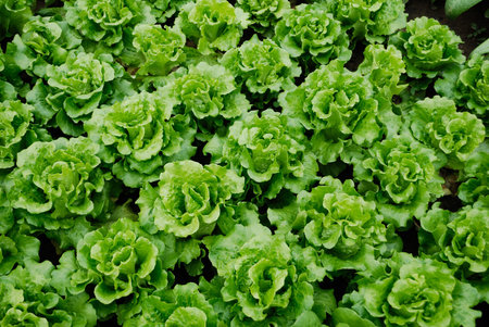 The lettuce grown in vegetable plots