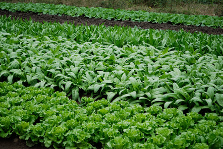 Farmland, vegetable field is growing on a variety of vegetables,