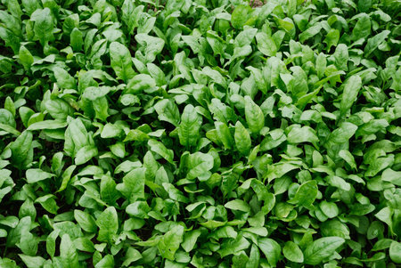 Farmland, vegetable field is growing on a variety of vegetables,