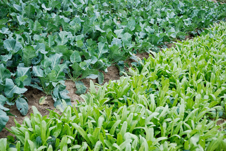 Farmland, vegetable field is growing on a variety of vegetables,