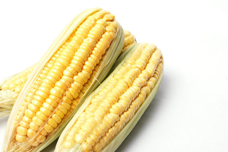 Ripe fruits of sweet corn on white