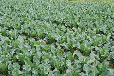 Vegetables grown in vegetable plotsの写真素材