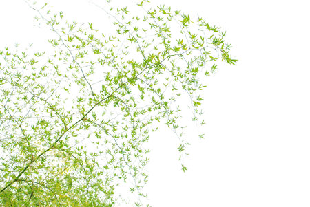 Bamboo isolated on a white backgroundの写真素材