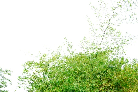 Bamboo isolated on a white backgroundの写真素材