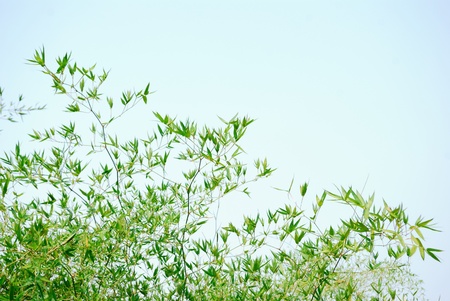 Bamboo isolated on a white backgroundの写真素材