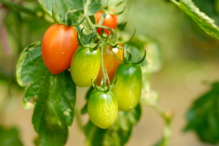 Tomatoes grown in vegetable plotsの写真素材