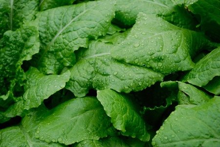 Close-up of green leaf vegetablesの写真素材