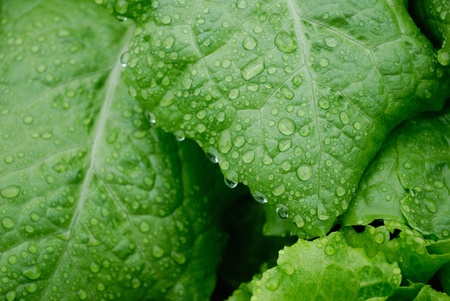 Close-up of green leaf vegetablesの写真素材