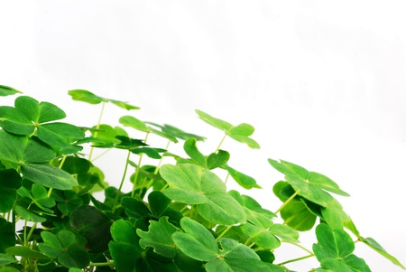 Clover Field isolated on a white backgroundの写真素材