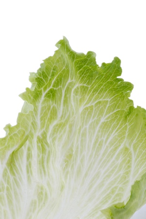 Cabbage lettuce isolated on a white backgroundの写真素材