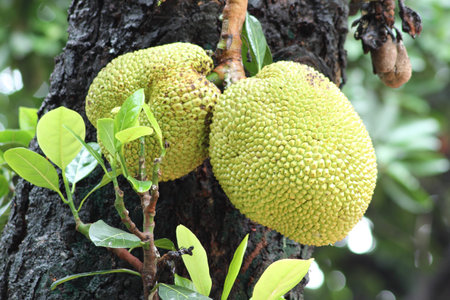 Hydrothermal growth of the tree fruit jackfruit