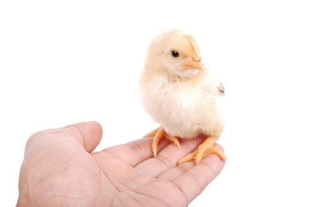 Hand holding a chicken, isolated on a white backgroundの写真素材
