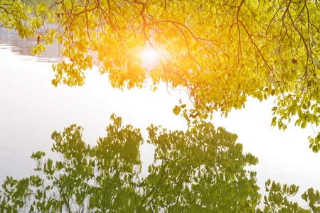 Green leaves reflecting in the waterの写真素材