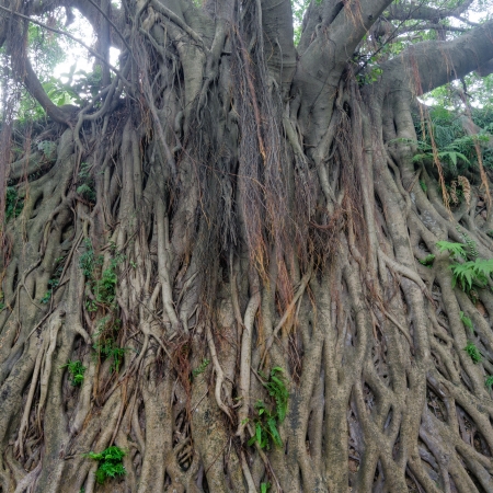 Banyan tree in guangdong,chinaの写真素材