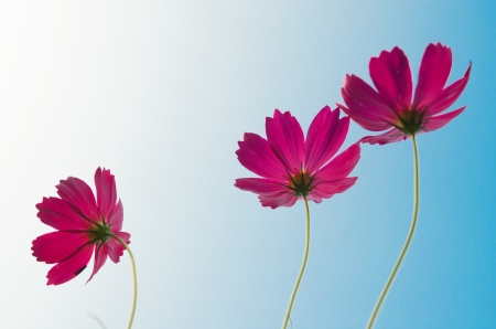 Aster in the blue skyの写真素材